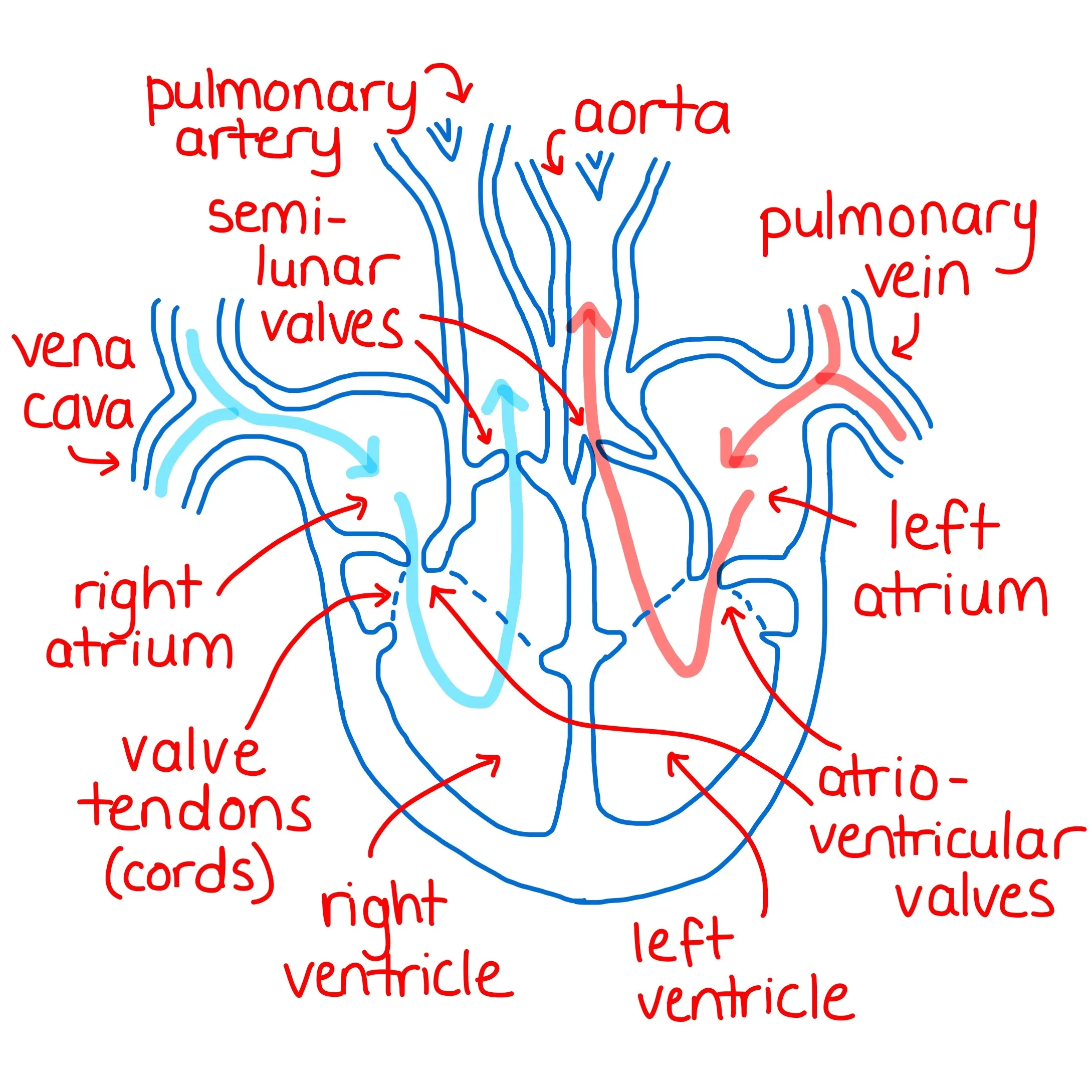 <ul><li><p>2 types</p><ul><li><p>Atrioventricular Valves</p><ul><li><p>Between Atria and Ventricles</p></li><li><p>Tricuspid and Mitral</p></li></ul></li><li><p>Semilunar Valves</p><ul><li><p>Between ventricles and exiting the heart</p></li><li><p>Pulmonary and Aortic</p></li></ul></li></ul></li></ul>