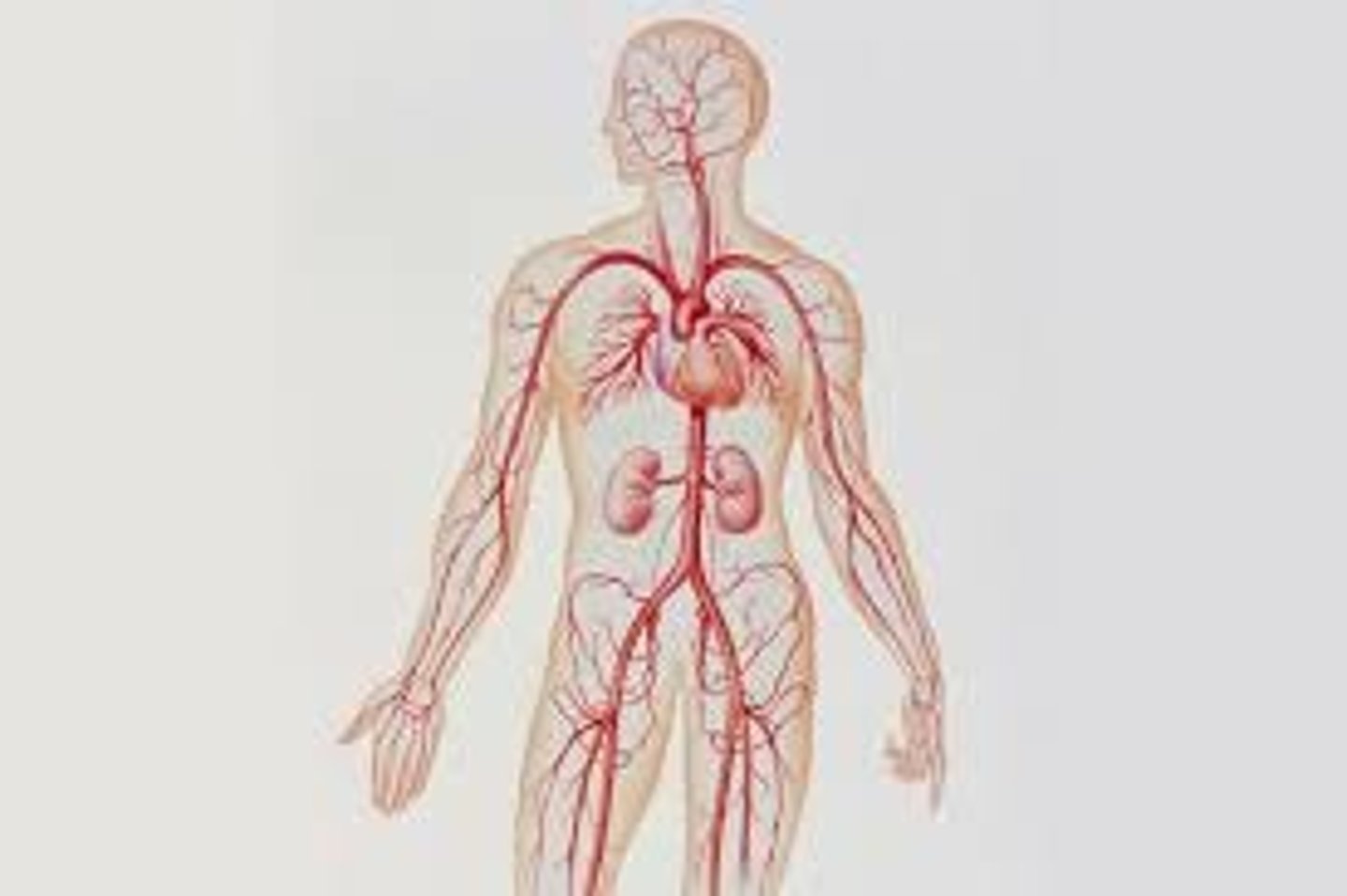 <p>Type of blood vessel that carries blood AWAY from the heart</p>