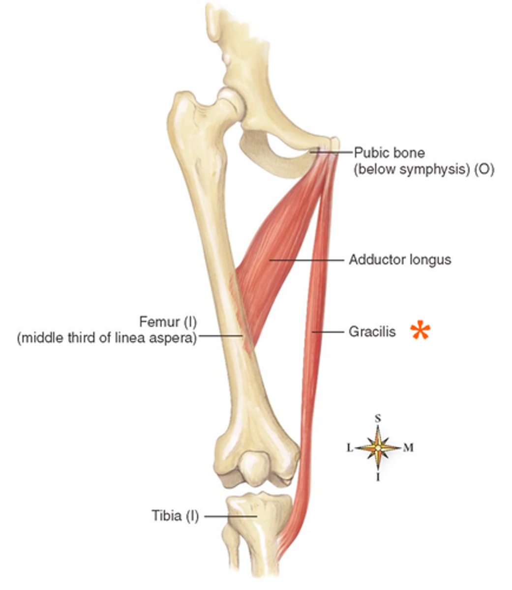 <p>body + inferior ramus of pubis</p>