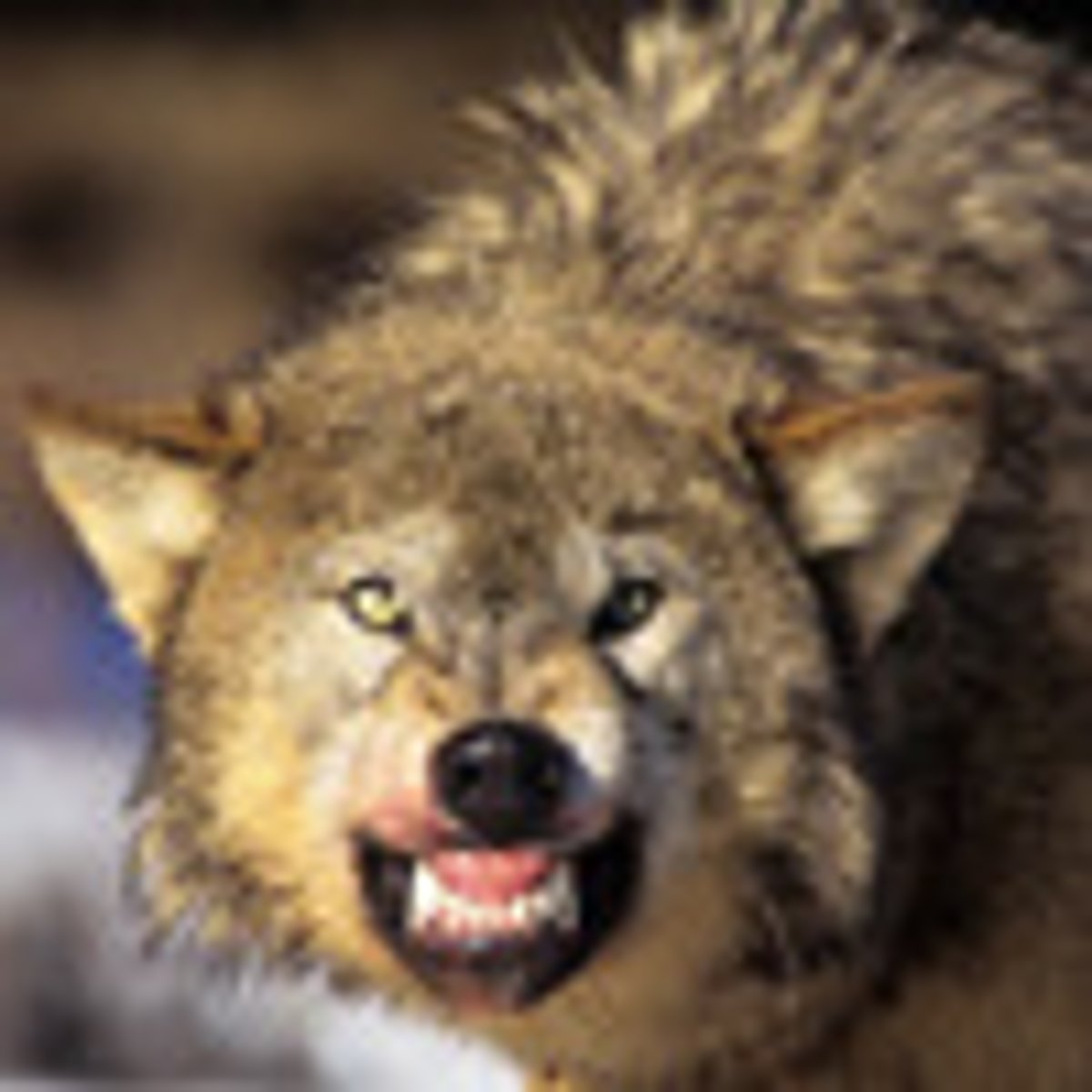 <p>ferocious</p>