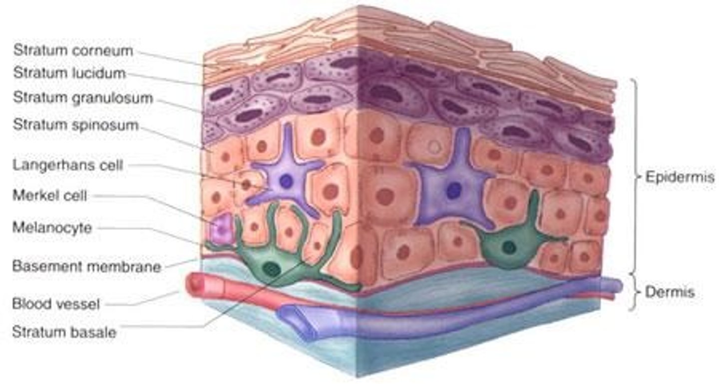 <p>Cells producing keratin, make up 90% of epidermis.</p>