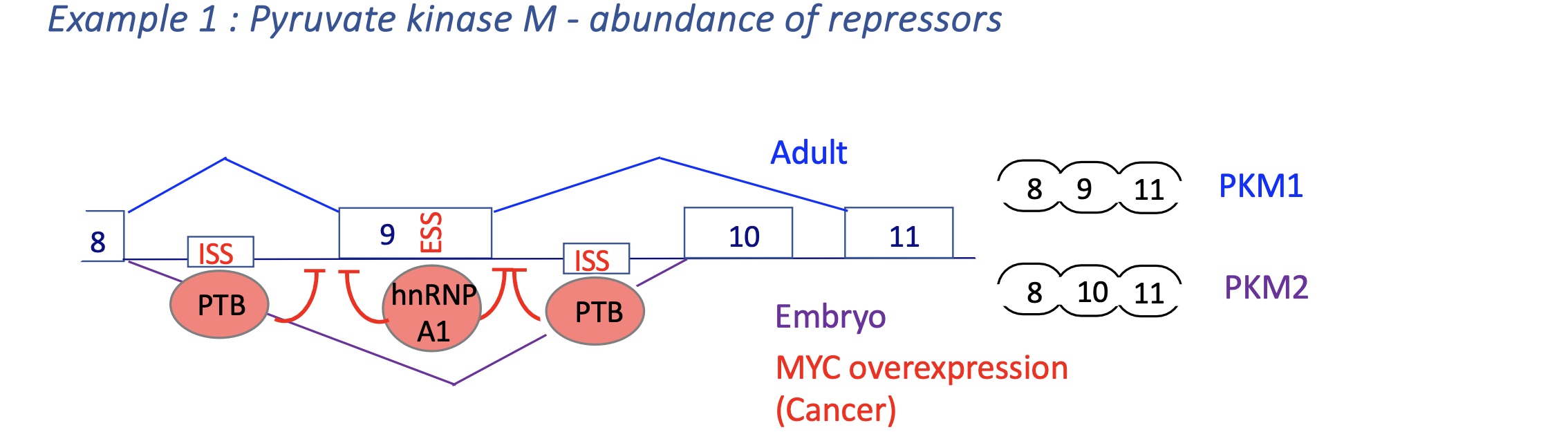 <p>Mutually exclusive splicing </p><p>Adult : PKM1 expression&nbsp;</p><ul><li><p>exon 9 spliced and exon 10 excluded&nbsp;</p></li></ul><p>embryo and Cancer : PKM2</p><ul><li><p>exon 10 spliced and exon 9 excluded&nbsp;</p></li><li><p>due tosplicijg silencers PTB and hnRNP A1 that bind to ESS in exon 9 (silencing of exon 9 splicing) and ISS&nbsp;</p></li><li><p>in cancer MYC = TF over expresses PTB and hnRNP A1 (splicing silencers)</p></li></ul><p></p>
