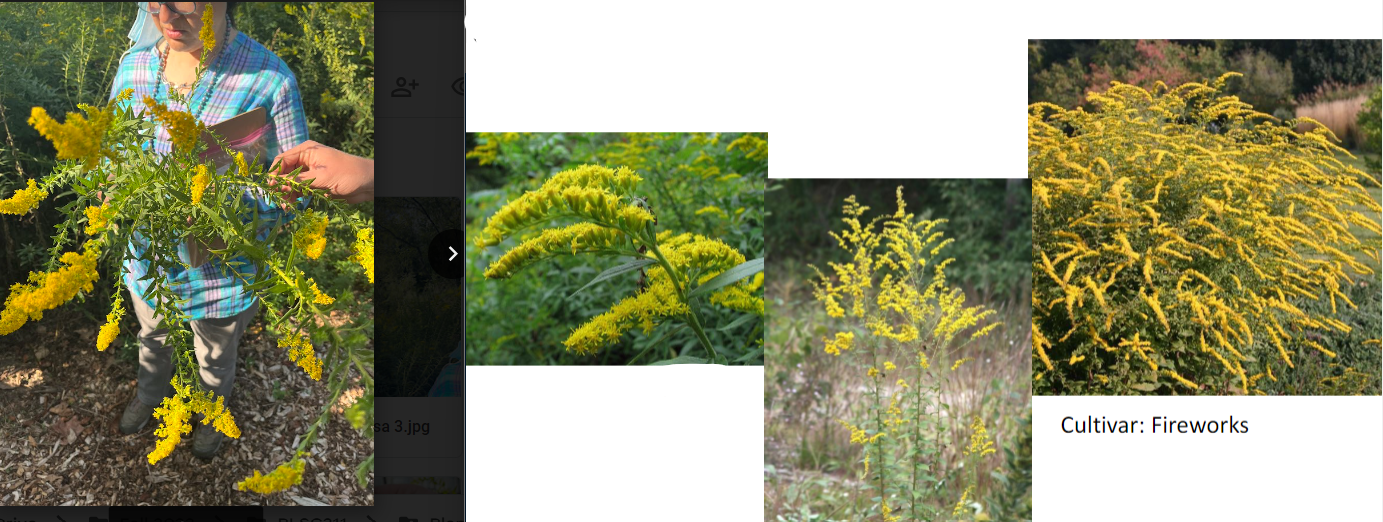 -rough leaves
-can be toothed or not
-narrower leaves