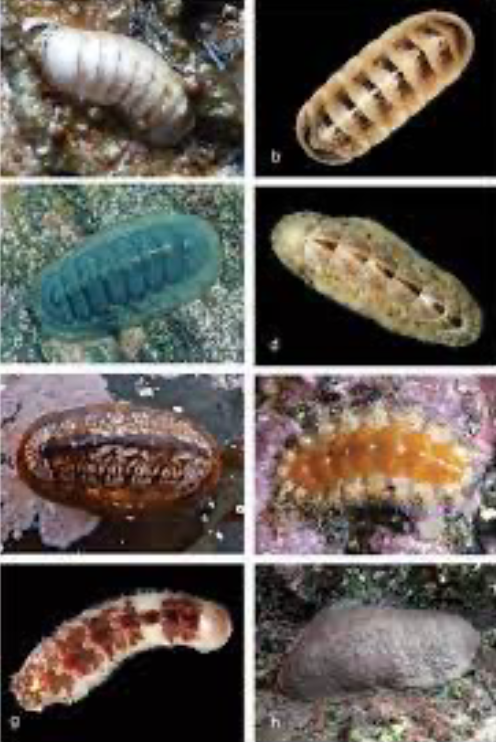 <p>- Chitons * 8 overlapping dorsal plates (shells) - Similar body design to a snail except for gills * Gills wrap around the whole foot (lines the mantle opening) - Mostly Dioecious - Secrete sperm into water and eggs hang out of the mantle cavity - marine</p>