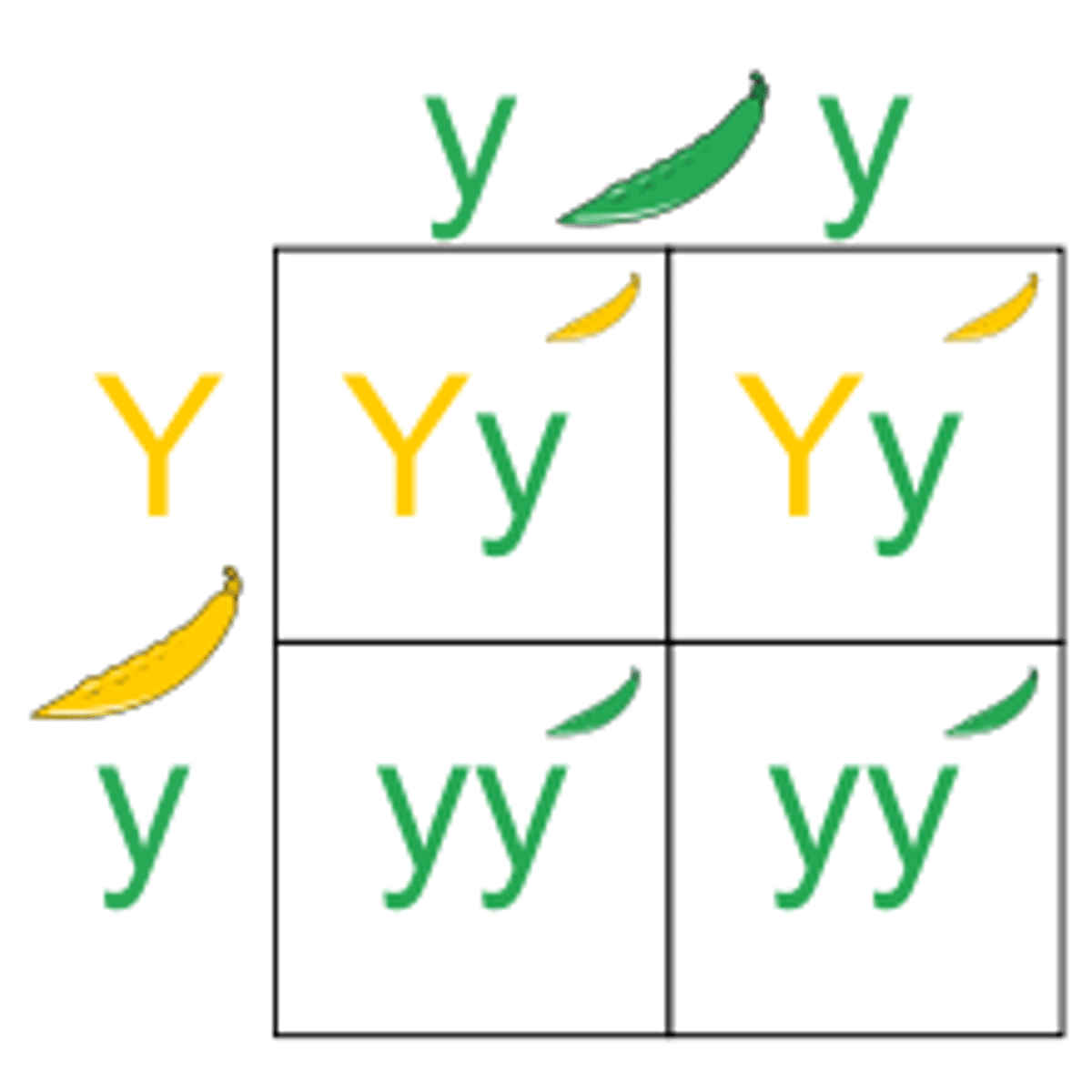 <p>A chart that shows all the possible combinations of alleles that can result from a genetic cross</p>