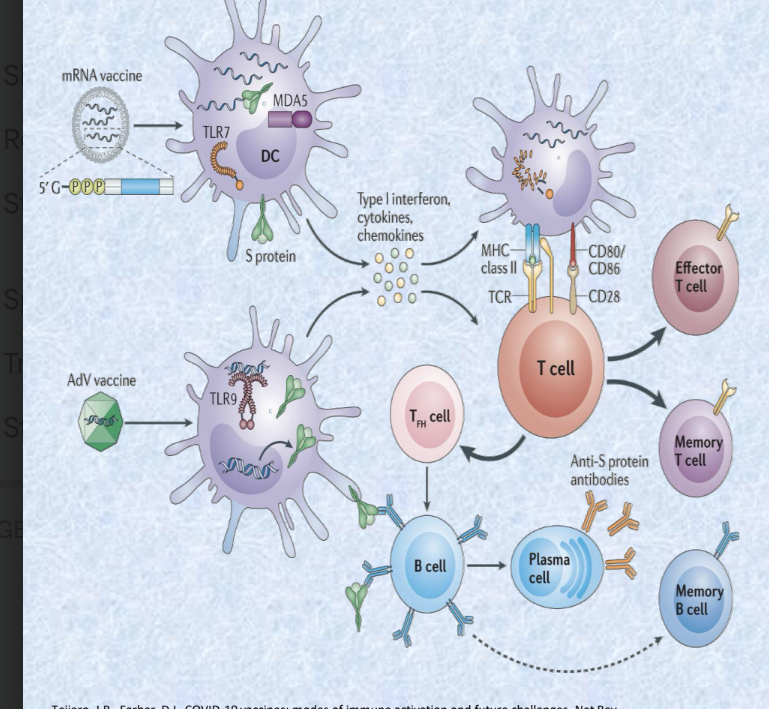 <ol><li><p>mRNA encoding the SARS-CoV spike (S) protein encapsulated in lipid nanoparticles</p><ol><li><p>contains mRNA instructions for making the S protein of the virus → mRNA is protected inside lipid nanoparticles → once inside your body, cells use mRNA to make S protein</p></li></ol></li><li><p>adenovirus (AdV) vectors encoding the S protein </p><ol><li><p>use harmless virus (adenovirus) that carriers DNA instructions for S protein → adenovirus delivers DNA into your cells which then makes the S protein</p></li></ol></li></ol><ul><li><p>both gain entry into dendritic cells at the injection site resulting in production of high levels of S protein</p></li><li><p>how immune system responds</p><ul><li><p>dendritic cells pick up the S protein → dendritic cells release inflammatory molecules to signal danger → dendritic cells show the S protein to T cells which activate and either kill infected cells or help other immune cells → helper T cells activate B cells which turn into plasma cells that make antibodies against S protein</p></li></ul></li></ul><p></p>