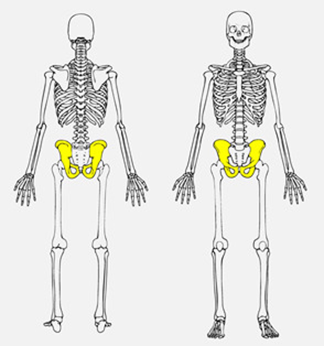 <p>The large bony structure near the base of the spine to which legs are attached</p>