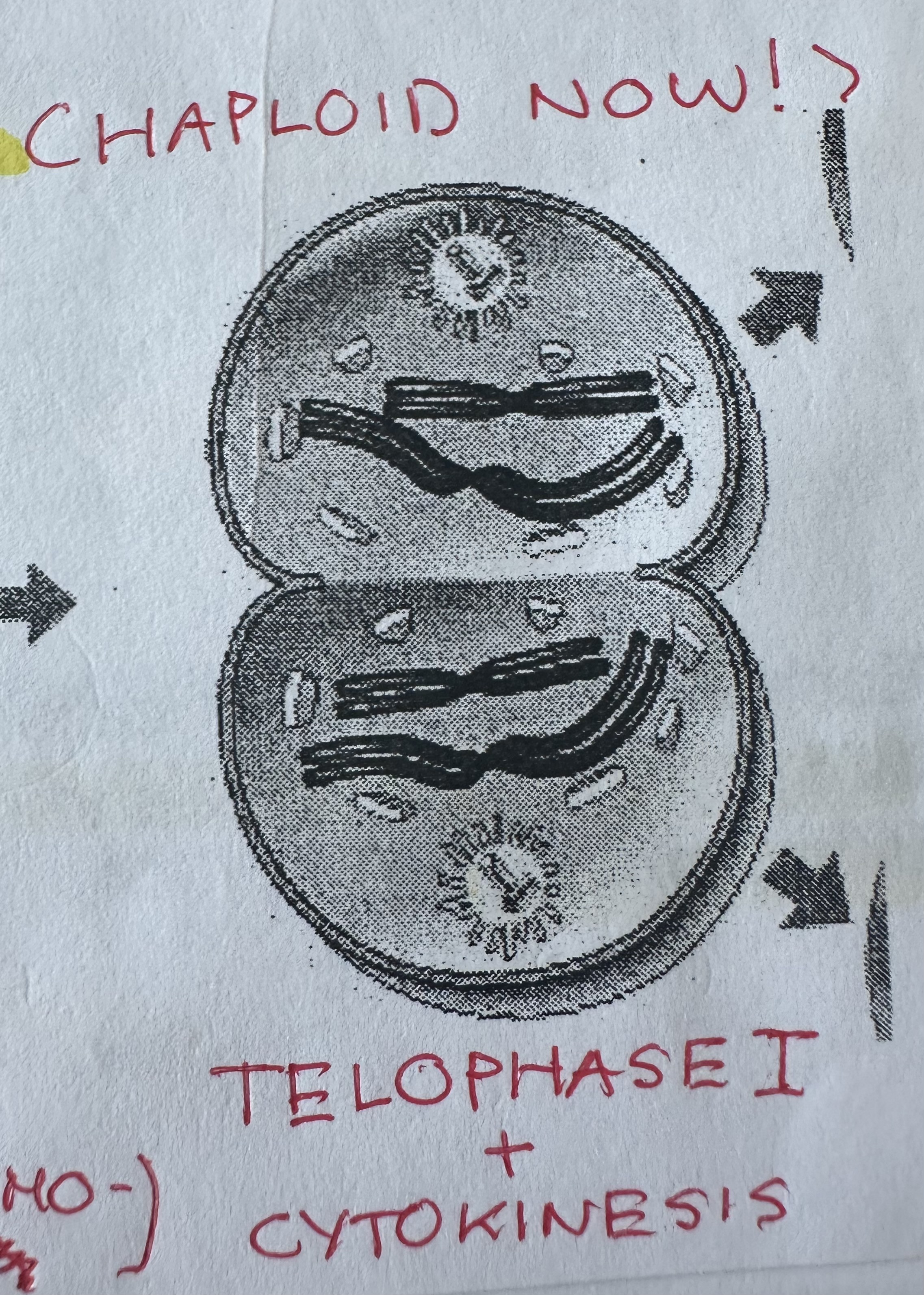 <p>Seperated chromosomes reach the ends of the cell, cytokinesis splits the cell into two <strong><u>haploid</u></strong> daughter cells.</p>