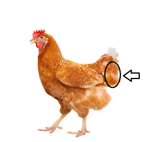 <p>What type of injection is given in the tail?</p>