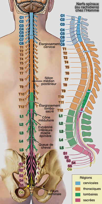 <p>Dans les 12 segments thoraciques et les 3 segments lombaires supérieurs de la moelle épinière (T1-L3)</p>