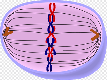<p>Chromosomes line up across the center of the cell and attach to a spindle fiber</p>