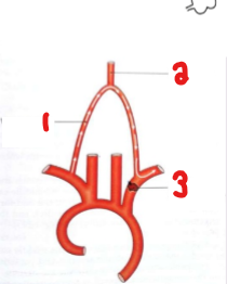<p>Label the crossed-out structures on this image. </p>