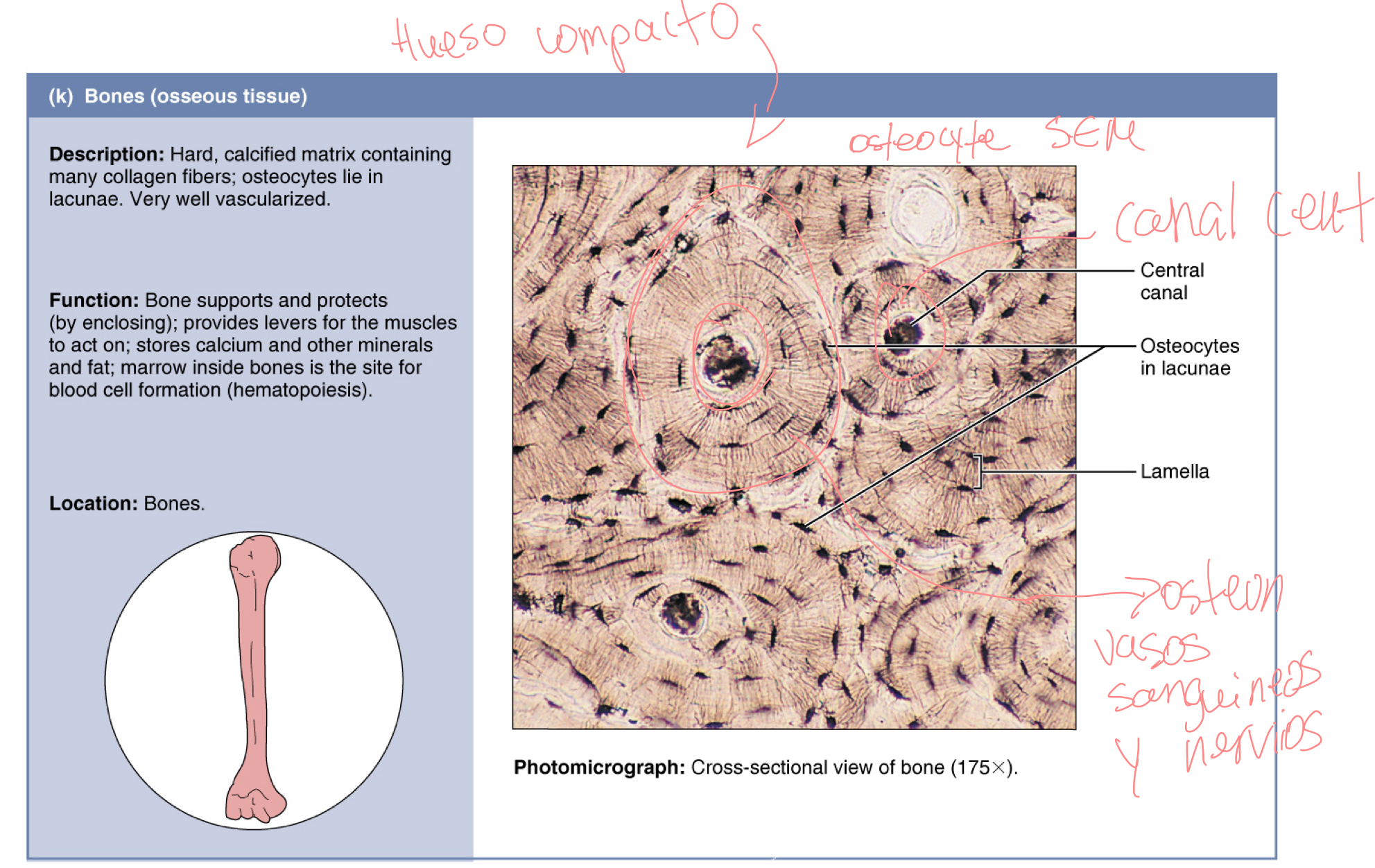 <p>hueso compacto</p>