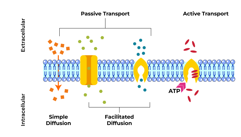 <p>doesnt require energy (ATP) to move substances acros the plasma membrane</p>