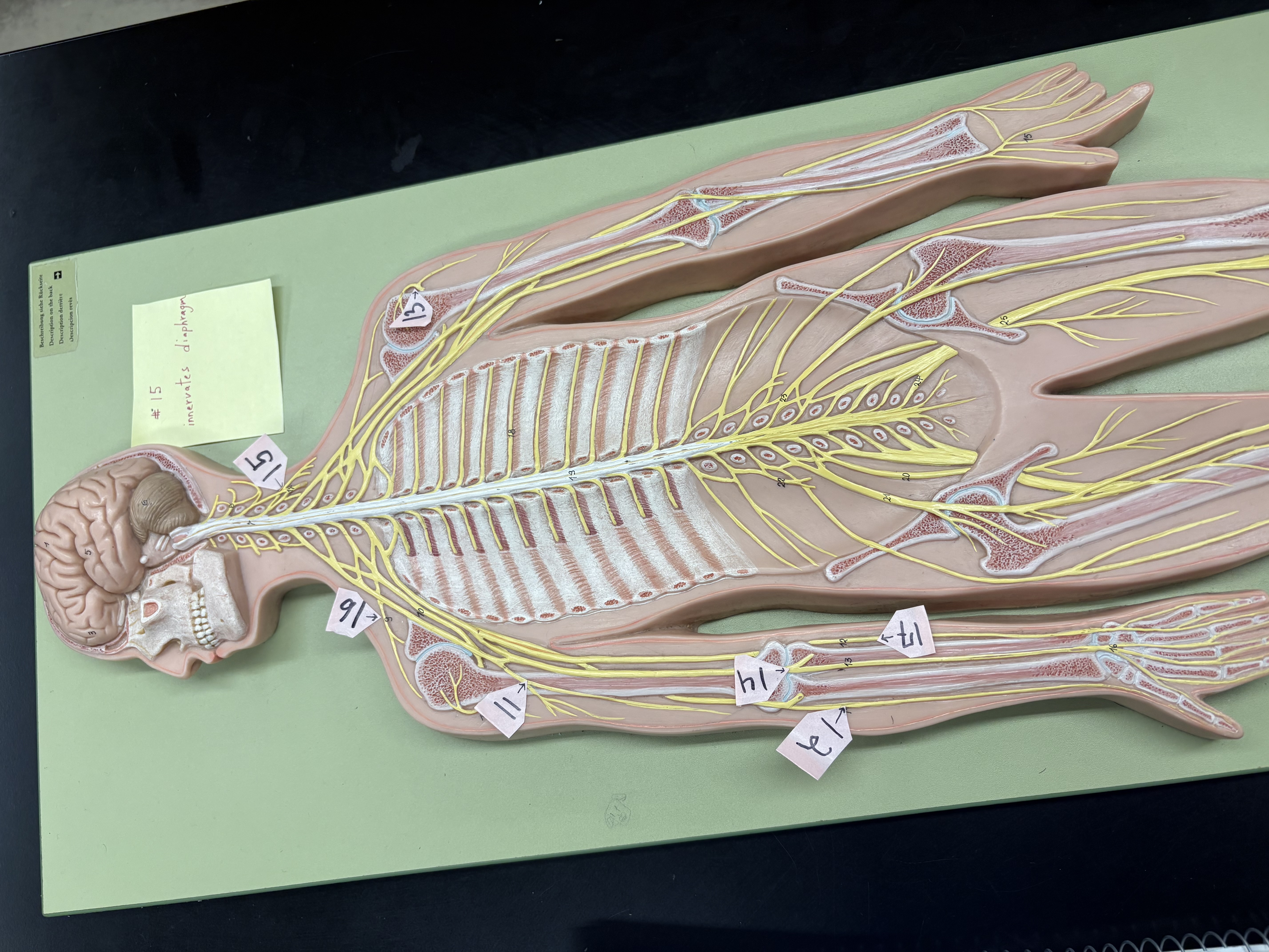 knowt flashcard image