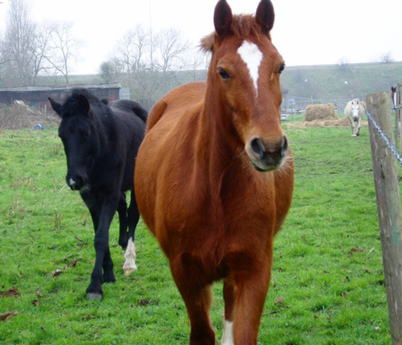 <p>Horse</p>