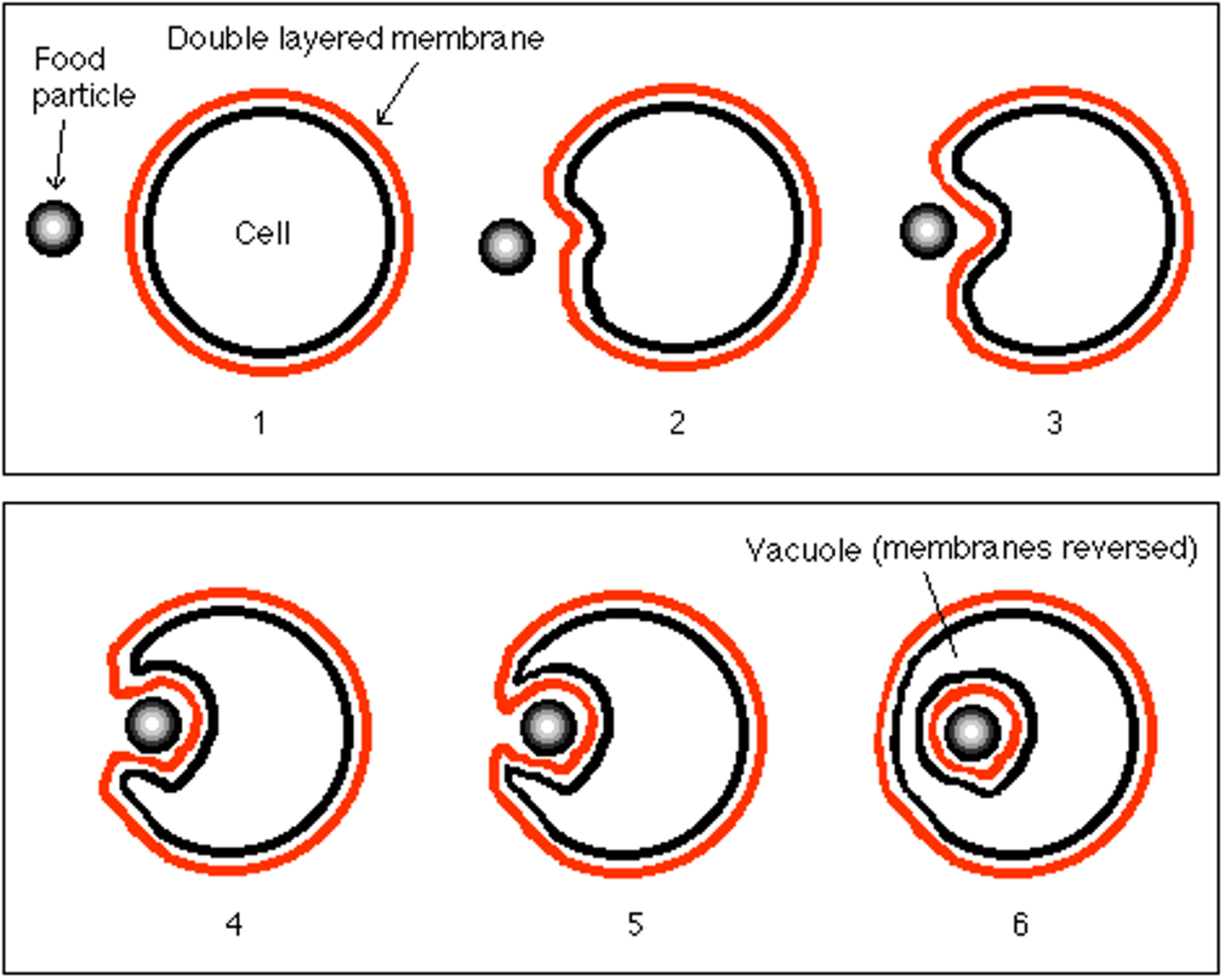 <p>A process in which a cell engulfs extracellular material through an inward folding of its plasma membrane.</p>