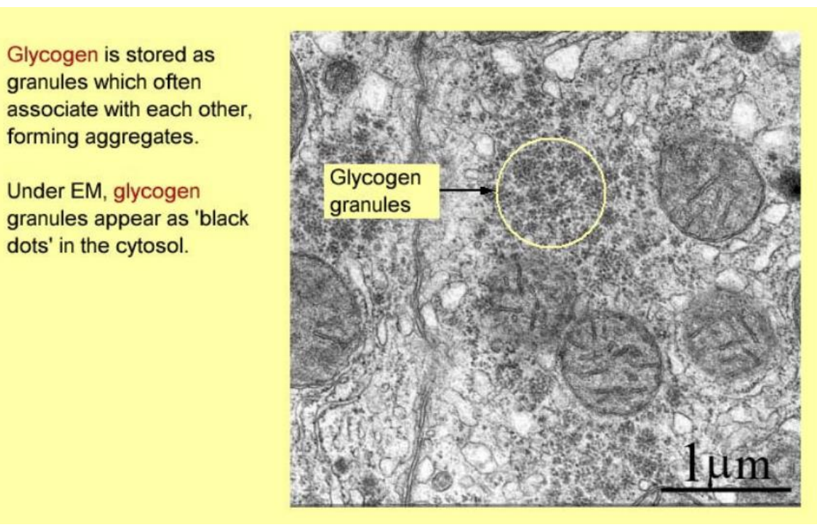 <ul><li><p>form aggregates</p></li><li><p>appear as black dots in cytosol</p></li></ul><p></p>