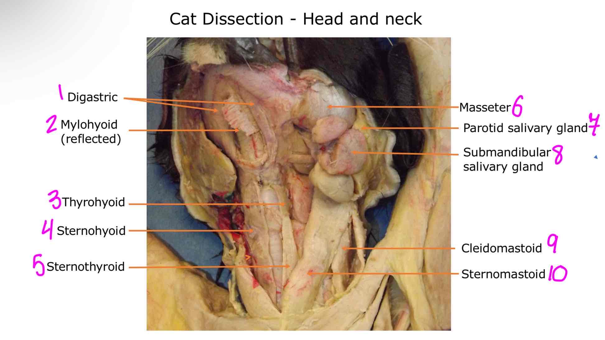 <ol><li><p>Digastric</p></li><li><p>Mylohyoid </p></li><li><p>Thyrohyoid</p></li><li><p>Sternohyoid</p></li><li><p>Sternothyroid</p></li><li><p>Masseter</p></li><li><p>Parotid salivary gland</p></li><li><p>Submandibular salivary gland</p></li><li><p>Cleidomastoid</p></li><li><p>Sternomastoid</p></li></ol>
