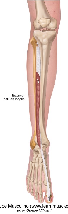 <p><strong>origin:</strong> middle part of anterior surface of fibula</p><p><strong>insertion:</strong>dorsal aspect of base of distal phalanx of first digit (great toe)</p><p><strong>innervation:</strong> deep fibular nerve (L4-L5)</p><p><strong>action: </strong>extend great toe and dorsiflexion of foot at ankle </p>