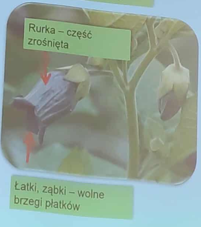 <p>Jaka korona? </p>