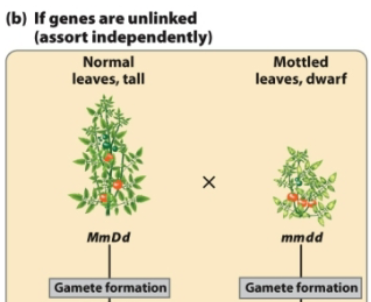 <p>If a plant with genotype MmDd has unlinked genes that assort independently, what gametes does it form?</p>