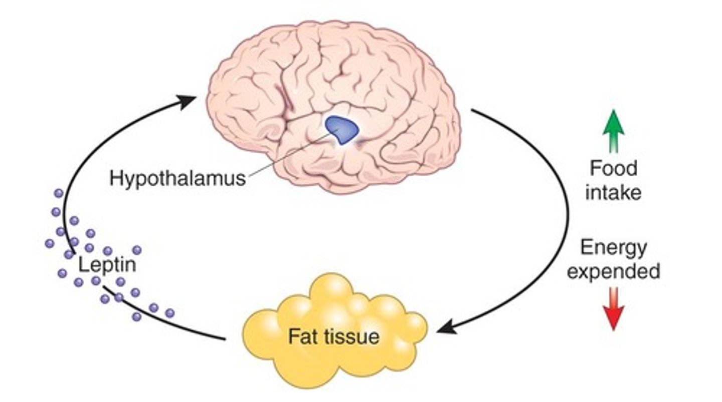 <p>Leptin promotes satiety and reduces appetite when levels are high, while low leptin levels stimulate hunger.</p>