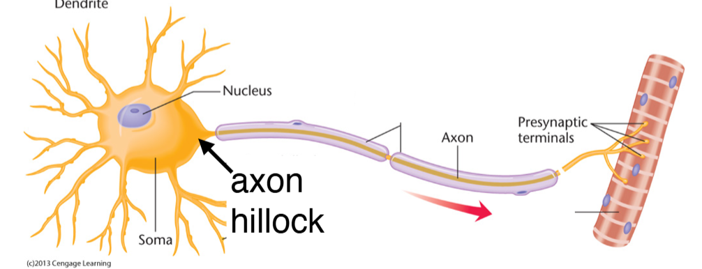 <p><span>Action potential</span></p>