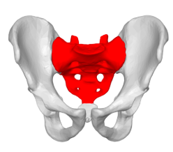 <p><span>Describe the composition and shape of the sacrum.</span></p>