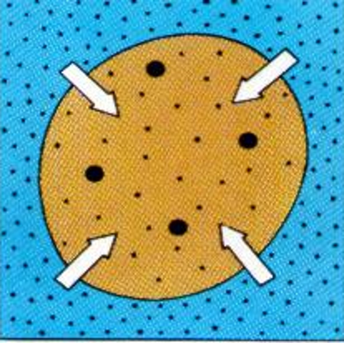 <p>higher concentration of solute<br>- cell can burst from being too big</p>