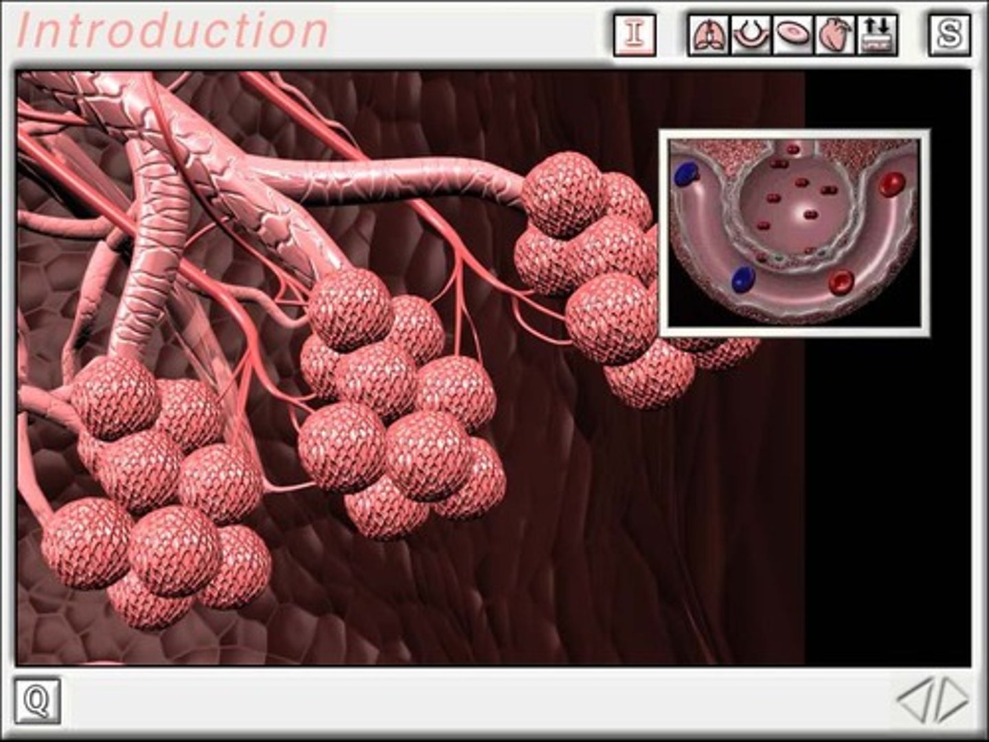 <p>Structures where gas exchange occurs, with walls so thin that only one cell gets through at a time.</p>