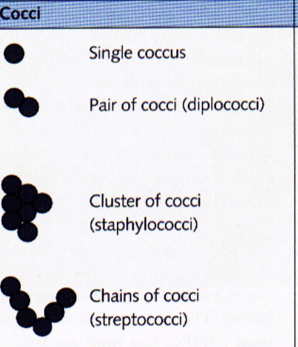 <p>streptococci</p>