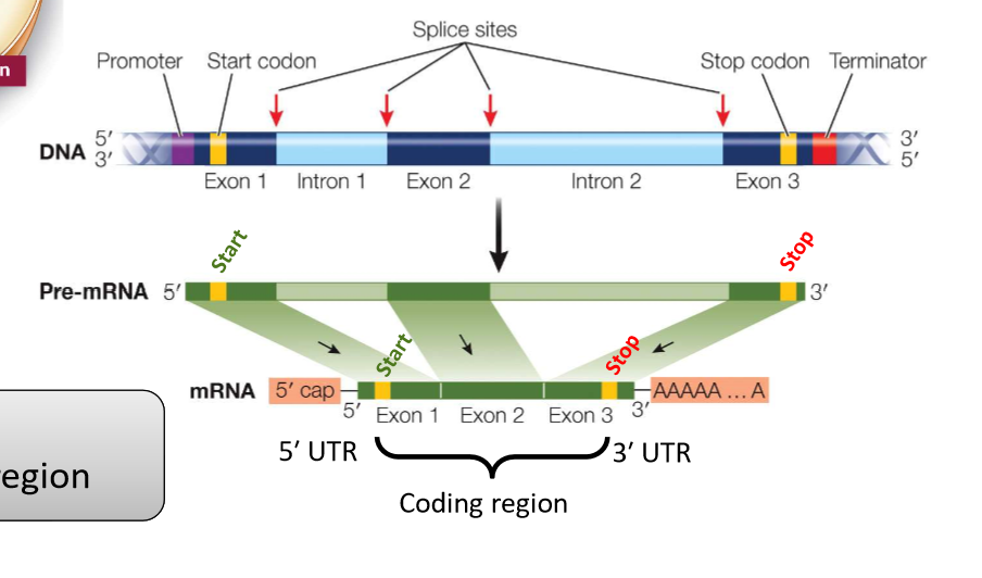 <p>5&apos; cap, Start codon, exons, stop codon, poly a tail</p>