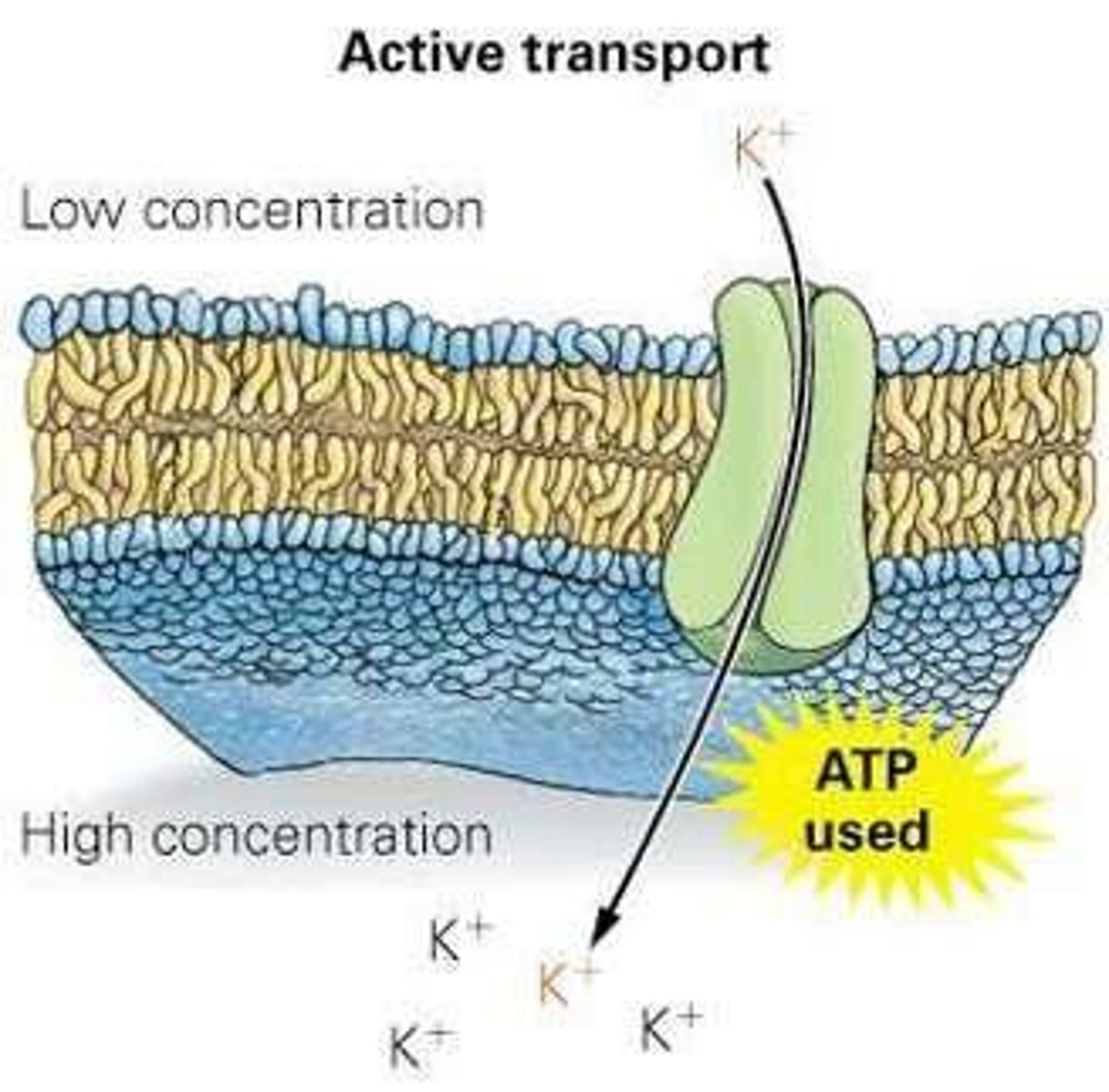 <p>Uses proteins to move molecules from low to high concentration, powered by energy from ATP.</p>