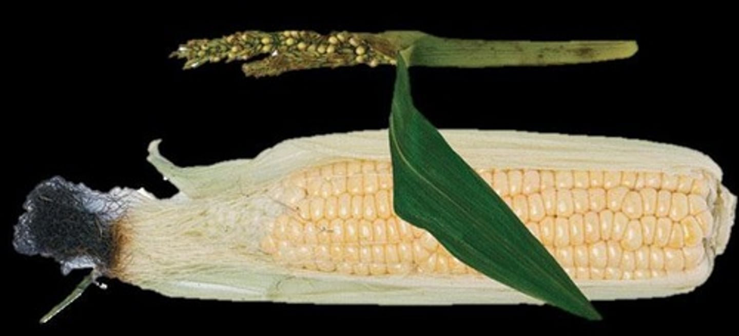 <p>Modern corn has large grains, no covering, and features such as permanent attachment of seeds to the cob.</p>