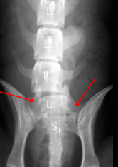 <ul><li><p><strong>Cause</strong></p><ul><li><p><strong>Congenital</strong></p></li><li><p>Boxers, Bulldogs, Bostons, Shar Pei, Chondrodystrophoids, Manx</p></li><li><p>anomalous formation of <strong>TL </strong>and<strong> LS junctions</strong></p></li></ul></li><li><p><strong>CS</strong></p><ul><li><p><strong>incidental</strong></p></li></ul></li><li><p><strong>RS</strong></p><ul><li><p><strong><u>Sacralization of L7</u> </strong>via illiac fusion</p></li><li><p><strong>L<u>umbarization of S1</u> </strong>via transverse process/disc development</p></li></ul></li></ul><p></p>