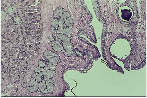 <p>Identify the structure:</p><p>Specie:</p><p>Stain used:</p>