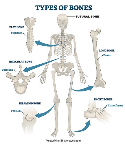 sesamoid/round bones 