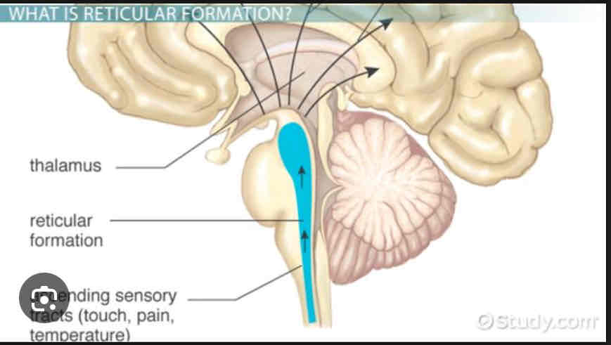 <p>Reticular Formation</p>