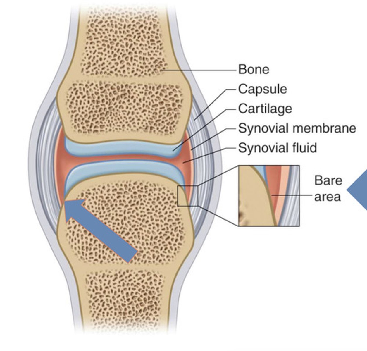 <p>Unprotected area that is usually the first site of erosions</p>
