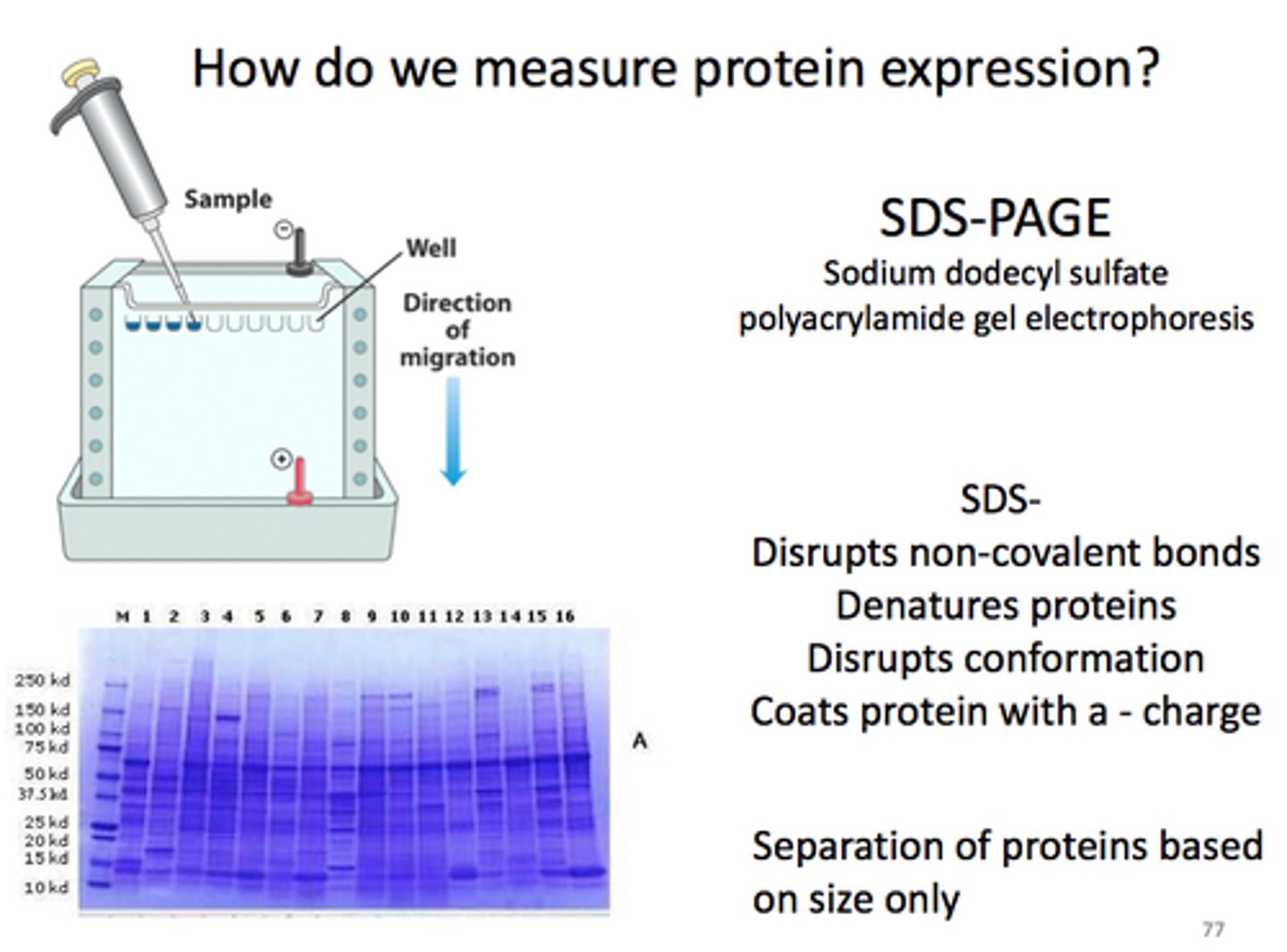 <p>Uses SDS to denature proteins and bind to them. Makes all the proteins the same shape and charge, allowing them to be separated only based on weight</p>