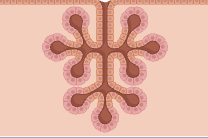 <p>name the type of gland</p>