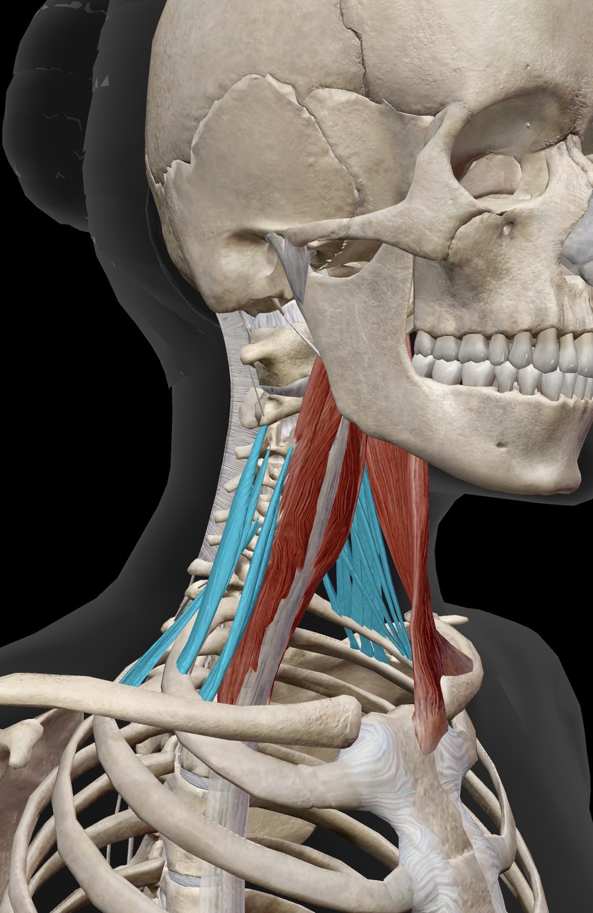 <p>Name the muscle and corresponding letter ( O = origin, I = insertion, A = actions, IN = innervation)</p><p>A</p>