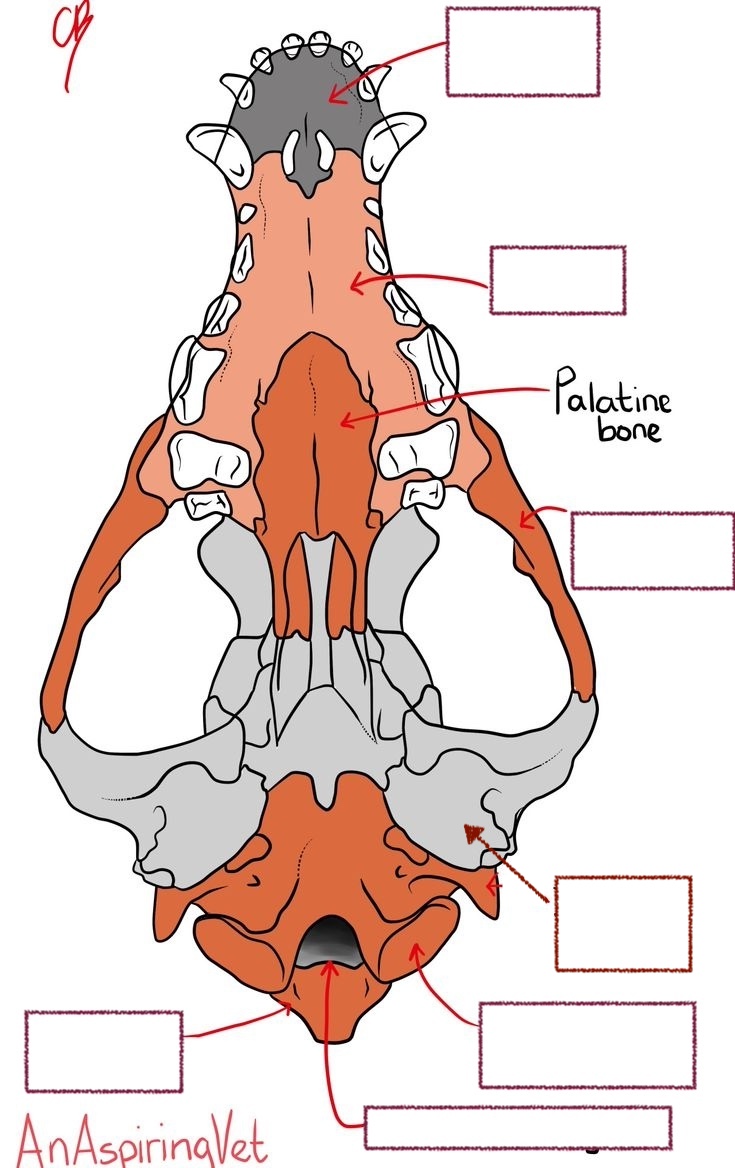 <p>Incisive bone</p><p>Tympanic bulla</p><p>Zygomatic arch</p><p>Occipital bone</p><p>Occipital condyle</p><p>Maxilla</p><p>Foramen magnum</p>