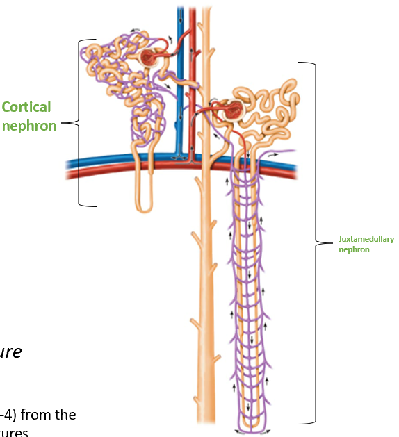 <ul><li><p>Located almost entirely in the cortex</p><ul><li><p>Small portion of nephron loop found in renal medulla</p></li></ul></li></ul><p></p>