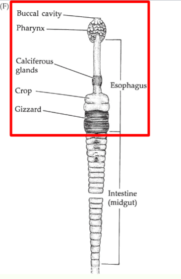 <p>-complete gut→straight, specialized regions</p><p>foregut: mouth, buccal cavity, glands, pharynx, esophogus-, crop, gizzard-? mechanical pocessing</p><p>midgut: intestine (extracellular), cecae</p><p>hindgut: mucous glands, anus (terminal)</p>