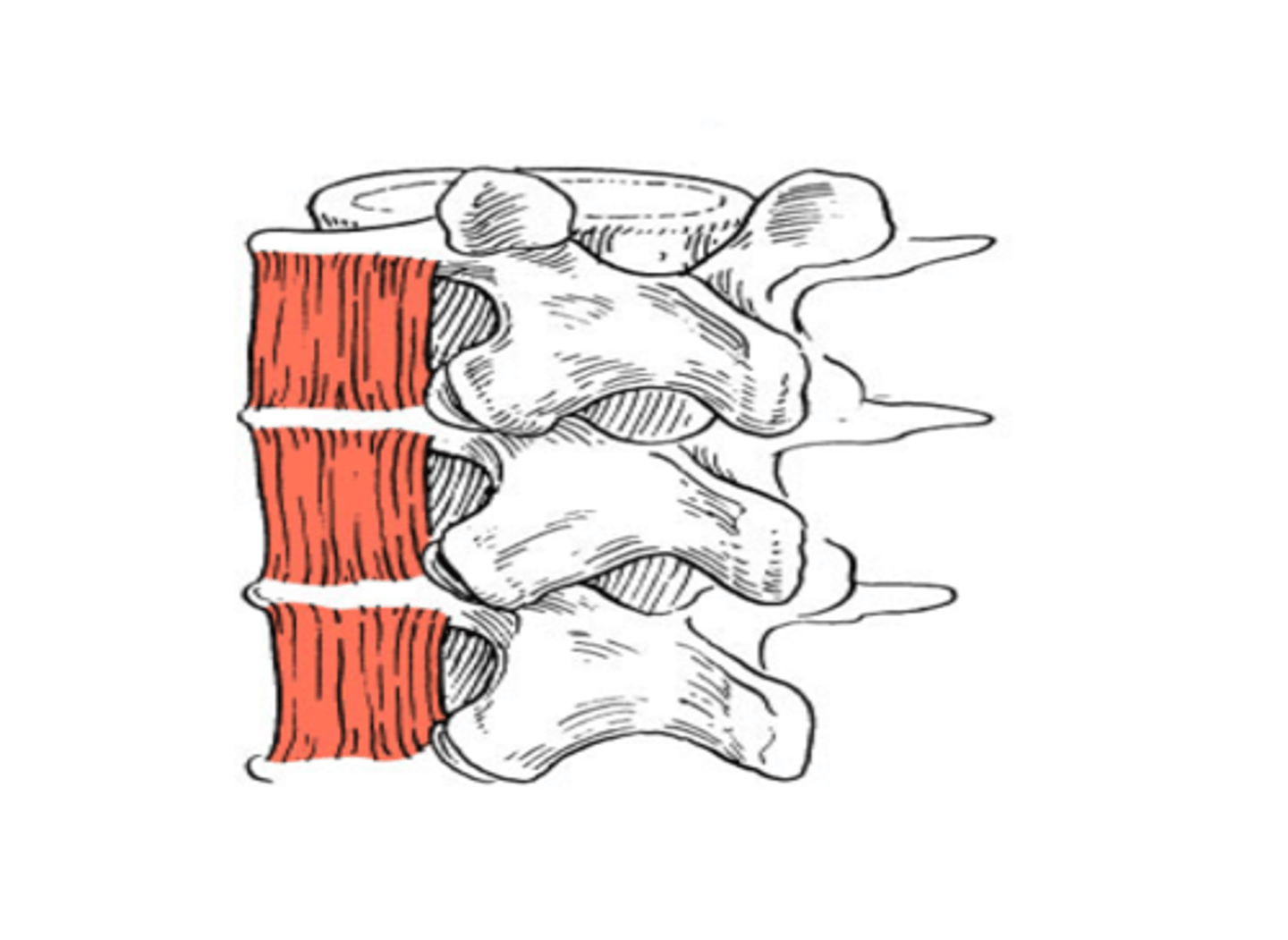 <p>o: lumbar TP</p><p>i: lumbar TP directly above</p><p>HYPAXIAL</p>