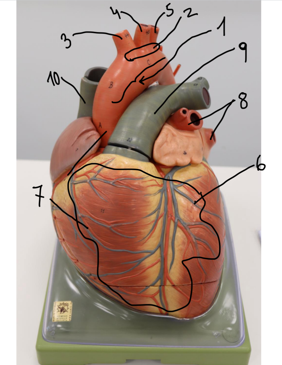 <p>9?</p>