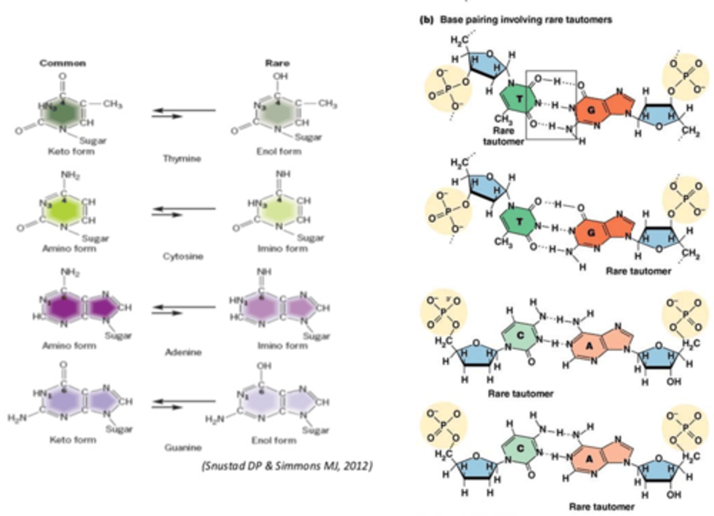 <p>Tautomeer = zeldzame resonantiestructuur van ringbasen</p><p>->omkeerbare verplaatsing van H-atoom (O wordt OH)</p><p>•Tautomeren leidt tot DNA mismatch</p><p>•Geen Watson-Crick basenparing (zie rechts foto)</p><p>•Leidt tot mutatie tijdens replicatie</p>