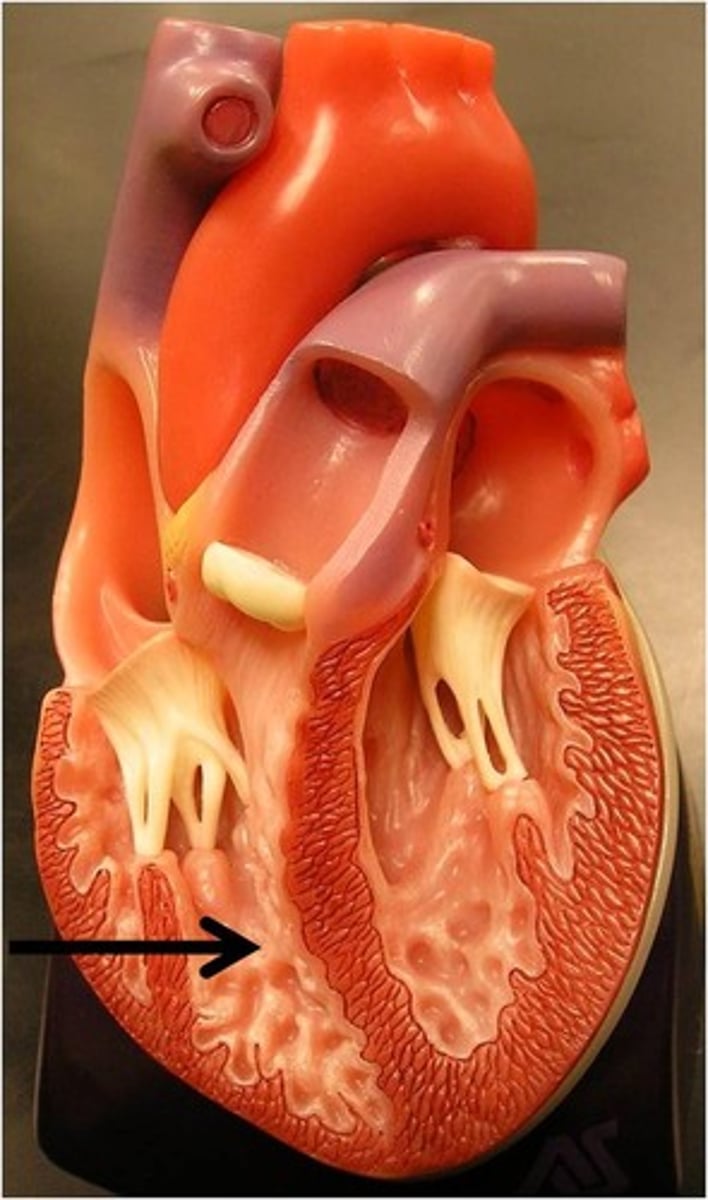 <p>What chamber of the heart is being pointed at?</p>